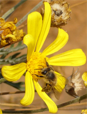 Bee on flower icon
